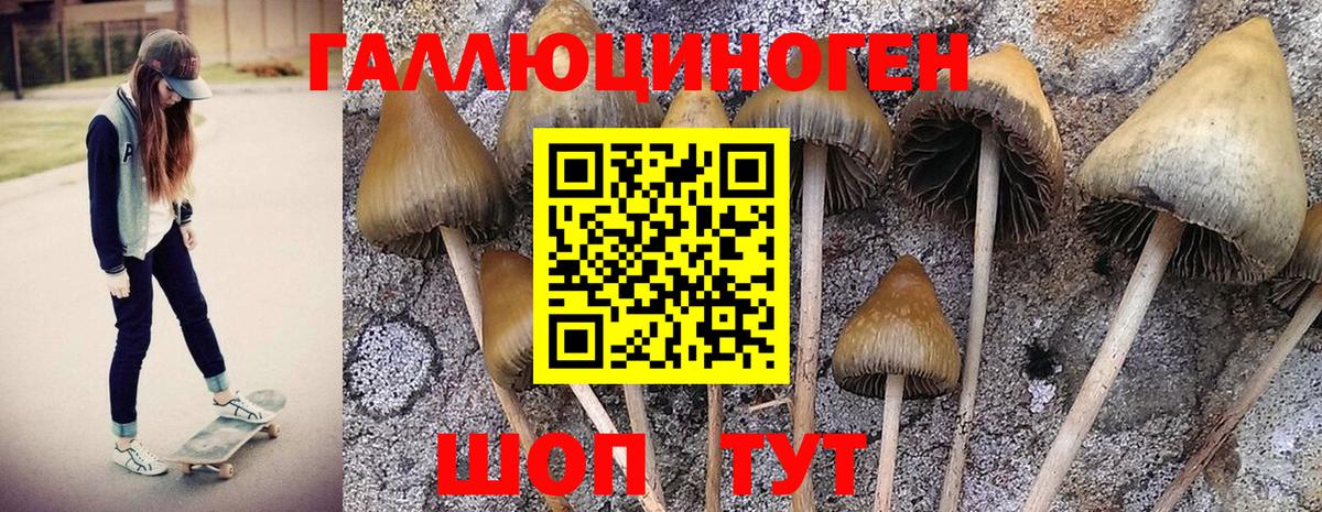 Псилоцибиновые грибы Psilocybine cubensis Удомля